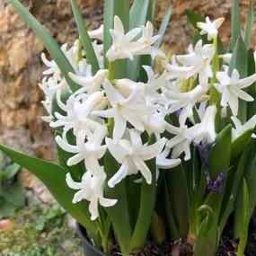Carnegie Hyacinth (Hyacinthus orientalis 'Carnegie') Hero Img